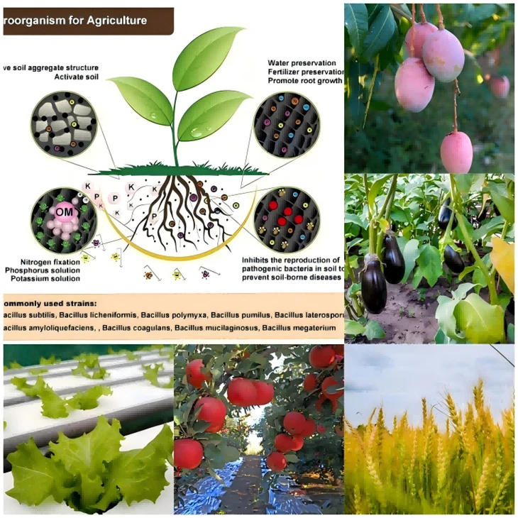 Composting Agent for Organic Fertilizer