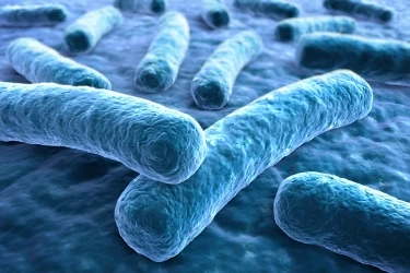 Lactobacillus rhamnosus Lactobacillus rhamnosus